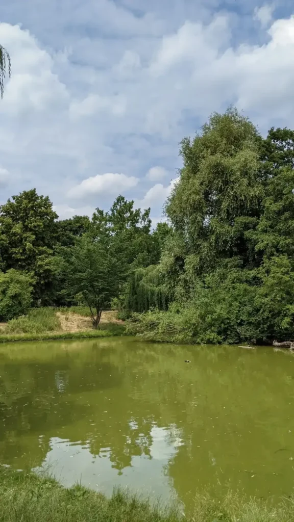 Grüner Teich zwischen hohen Bäumen im Stadtpark Lichtenberg an der Möllendorffstraße