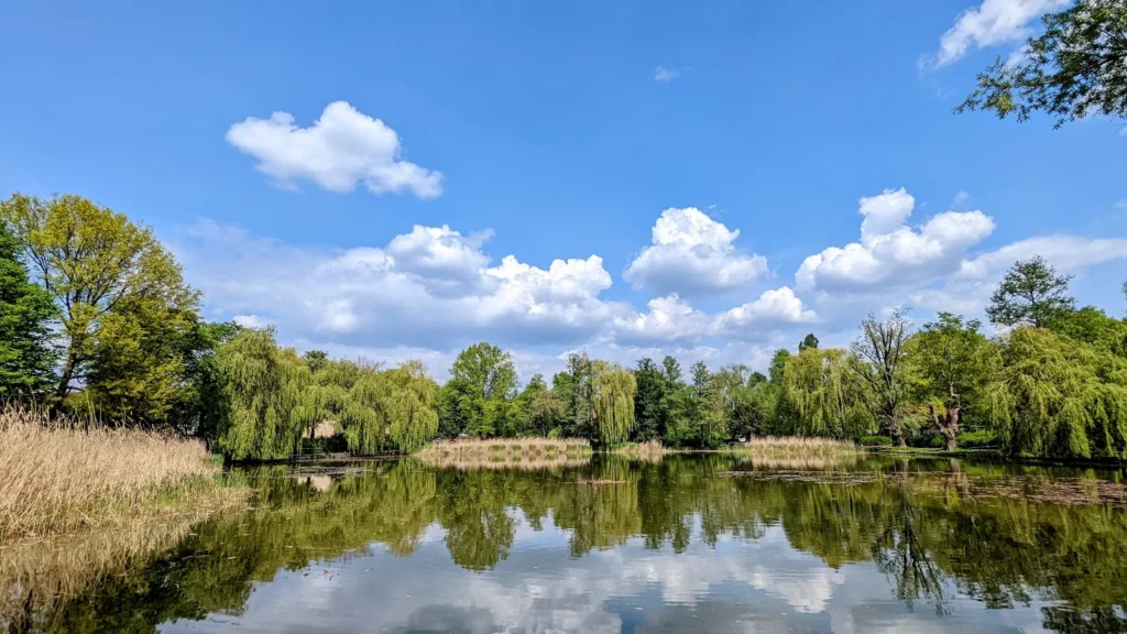 Weiden und Schilf rund um den Giebelpfuhl auf der Dorfaue in Lichtenrade, Blick über das Wasser