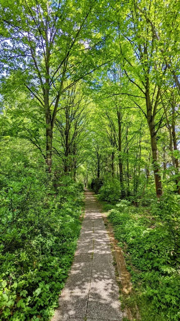 Gepflasterter Weg unter Laubbäumen im Volkspark Lichtenrade