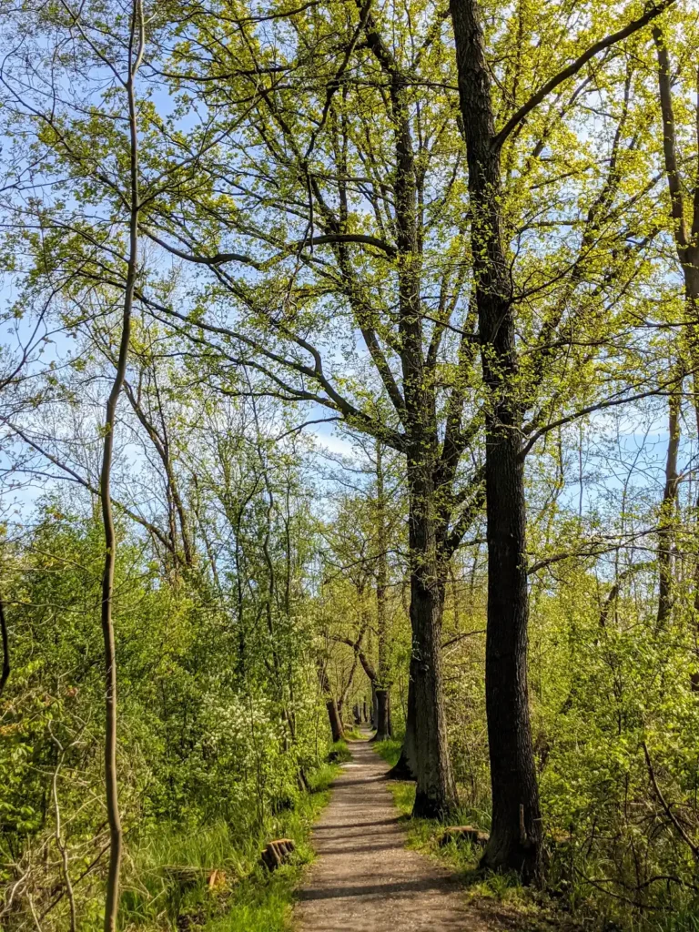 Fußweg unter hohen Bäumen hinter dem Schlosspark Lübbenau