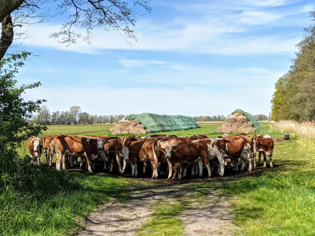 Rinderherde auf einer Weide im Spreewald