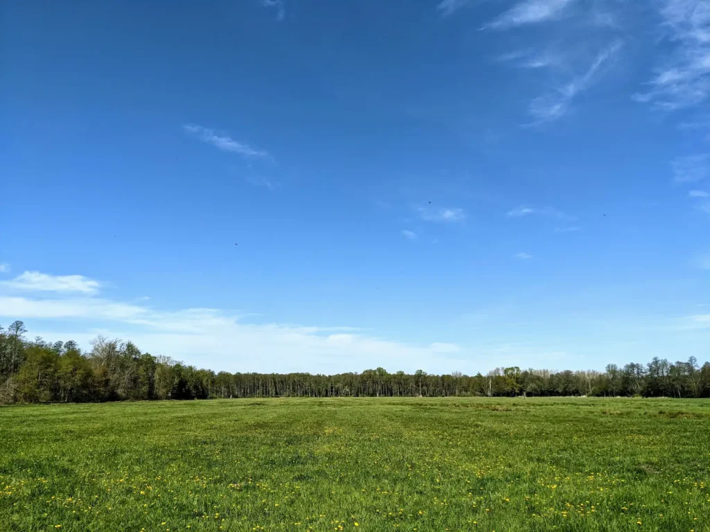 Weite Wiese mit Waldrand im Spreewald zwischen Lübbenau und Lübben