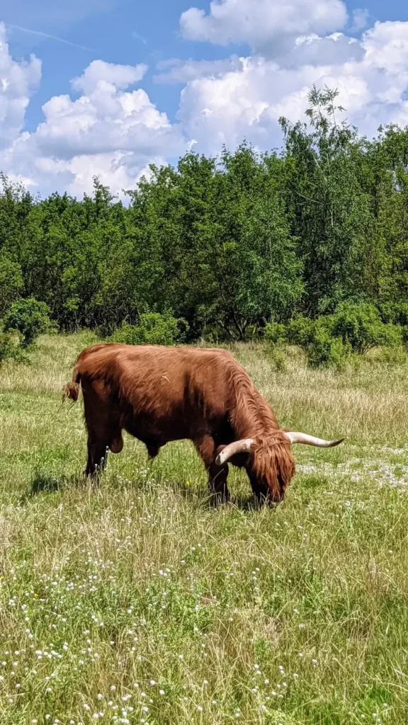 Grasendes Schottisches Hochlandrind auf der Weide am Hechtgraben in Berlin-Malchow