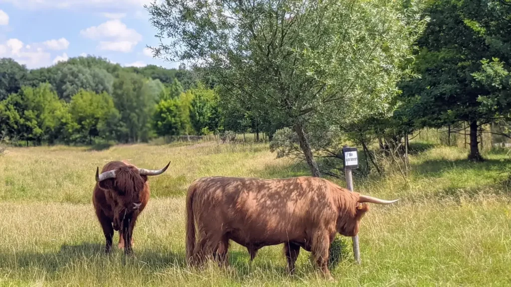 Schottische Hochlandrinder auf einer Weide am Hechtgraben zwischen Malchow und Wartenberg