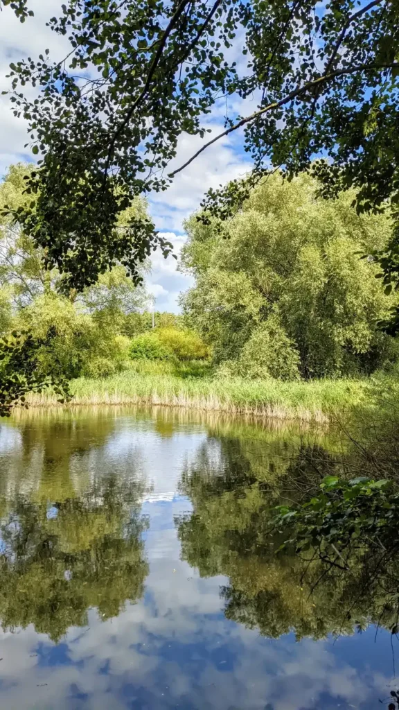 Stiller Teich mit Weiden am Ufer im Naturschutzgebiet Malchower Aue in Berlin-Malchow