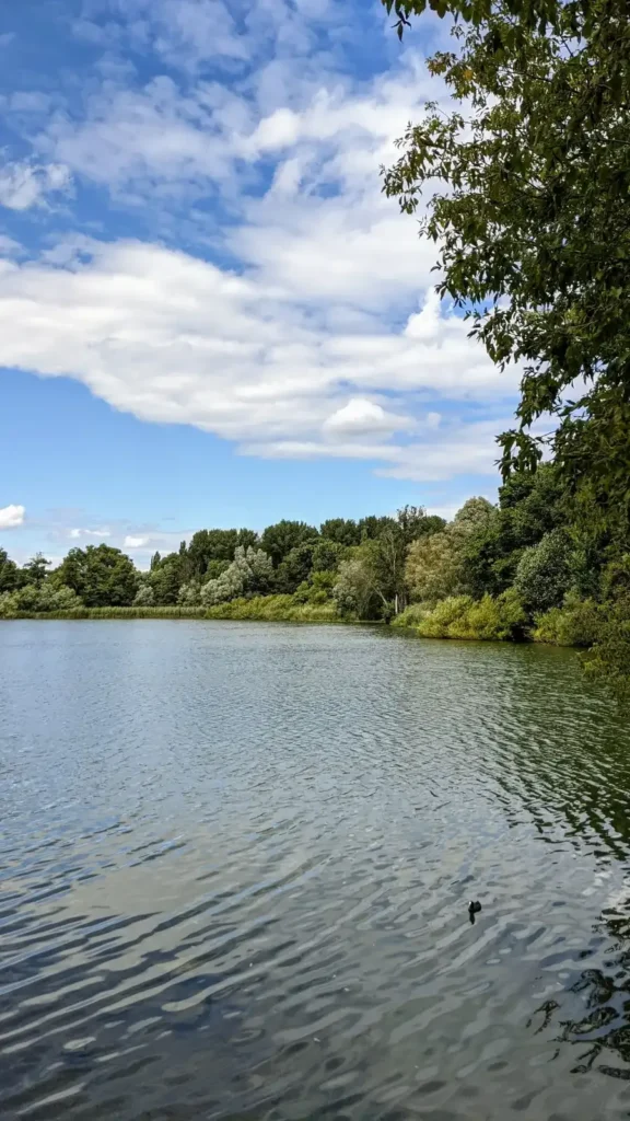Blick über den Malchower See mit bewachsenem Ufer im Süden von Malchow