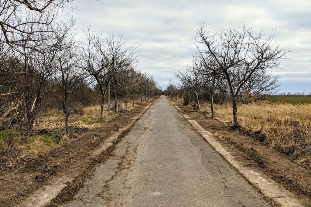 Schnurgerader alter Asphaltweg zwischen zwei Reihen kahler Obstbäume, rechts Felder