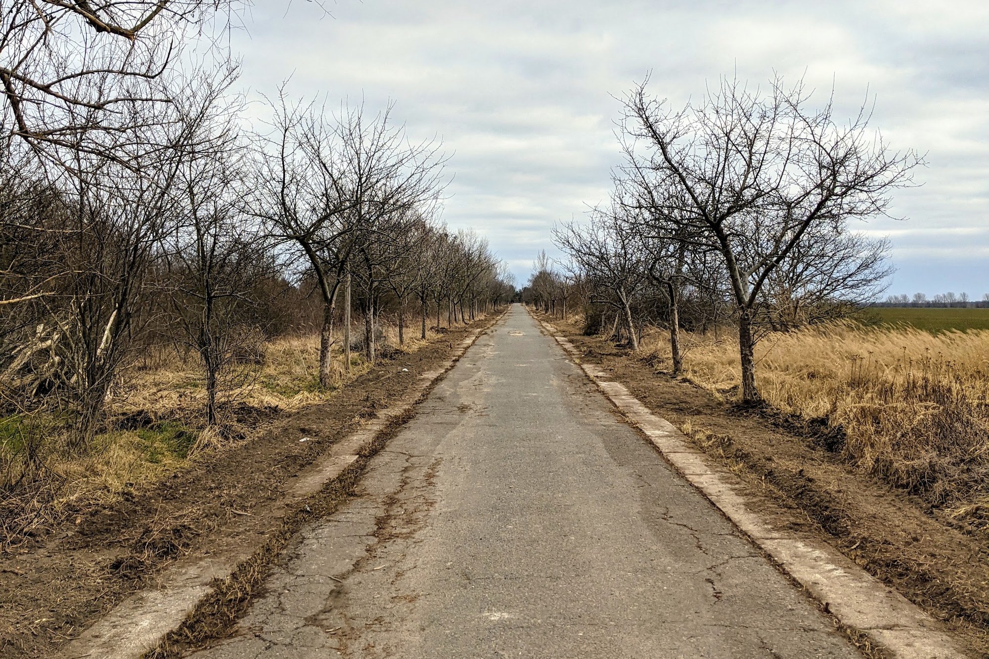 Schnurgerader alter Asphaltweg zwischen zwei Reihen kahler Obstbäume, rechts Felder