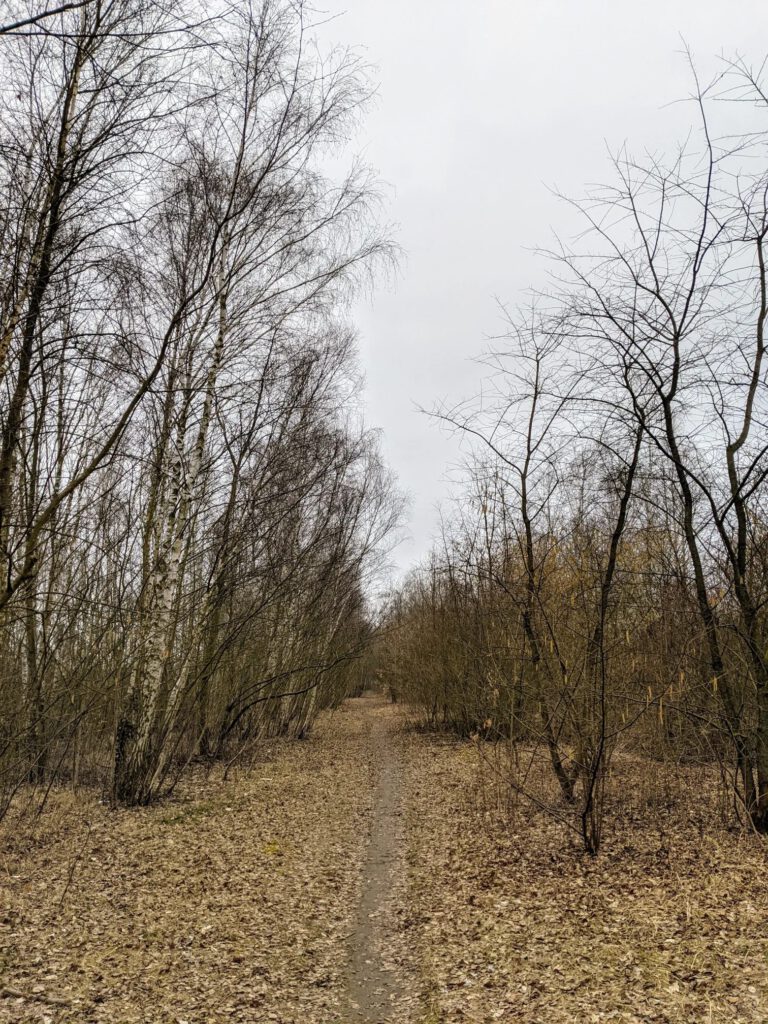Schmaler Pfad führt durch ein laubbedecktes Gehölz aus jungen Birken und Sträuchern