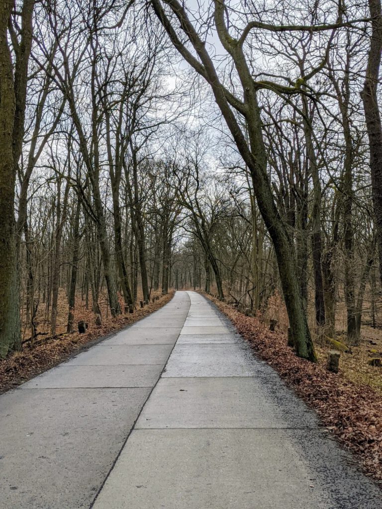 Weg aus Betonplatten führt in leichtem Bogen durch einen kahlen Laubwald