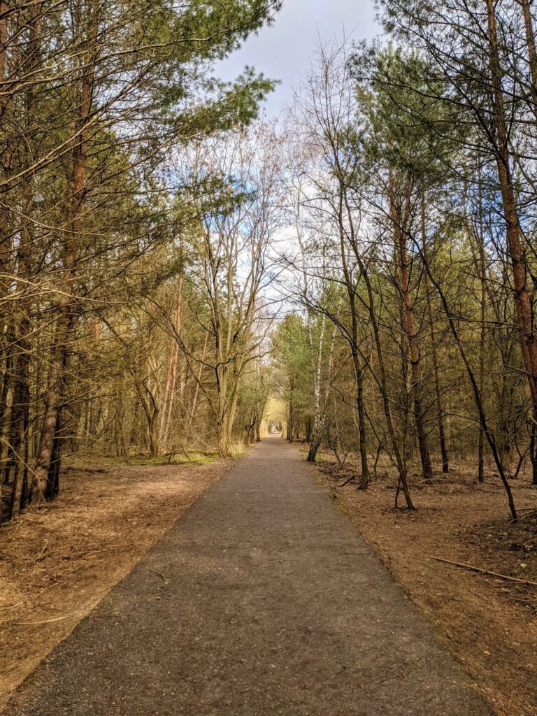 Gerader, befestigter Weg führt durch einen lichten Kiefernwald