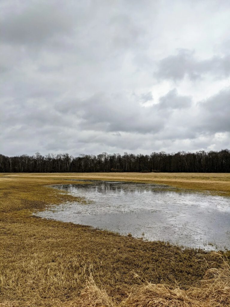 Weite, gelbbraune Wiese mit einer großen Wasserfläche, dahinter ein Waldrand unter grauen Wolken