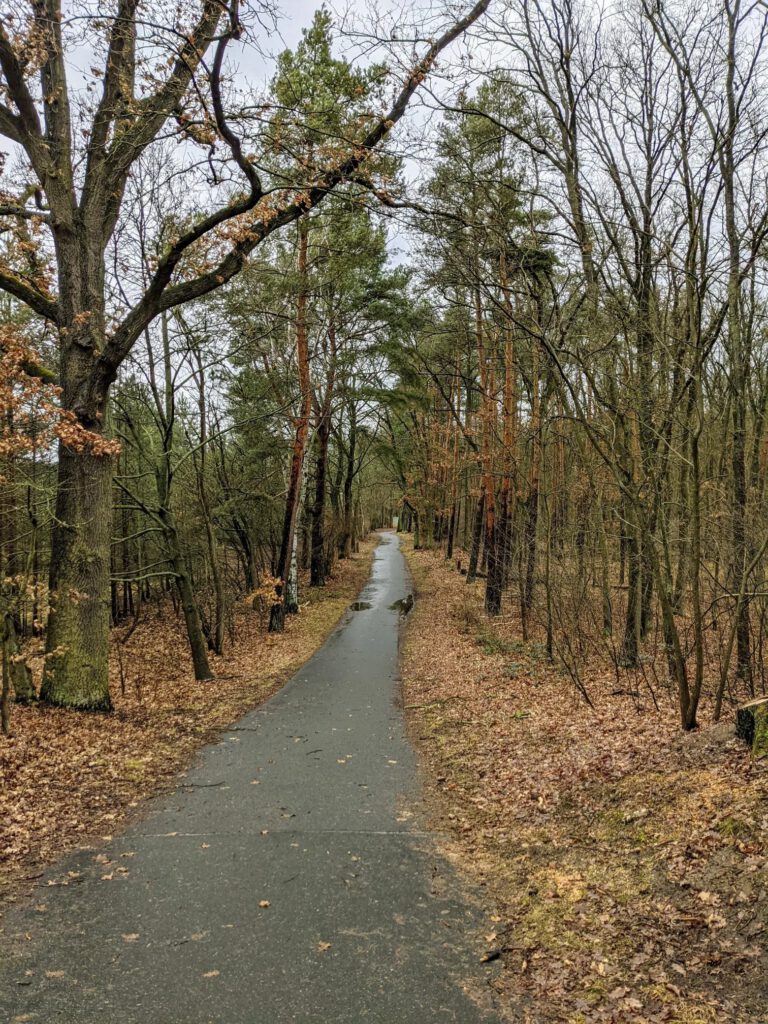 Schmaler Asphaltweg führt durch einen Wald aus Kiefern und kahlen Laubbäumen, am Boden braunes Laub