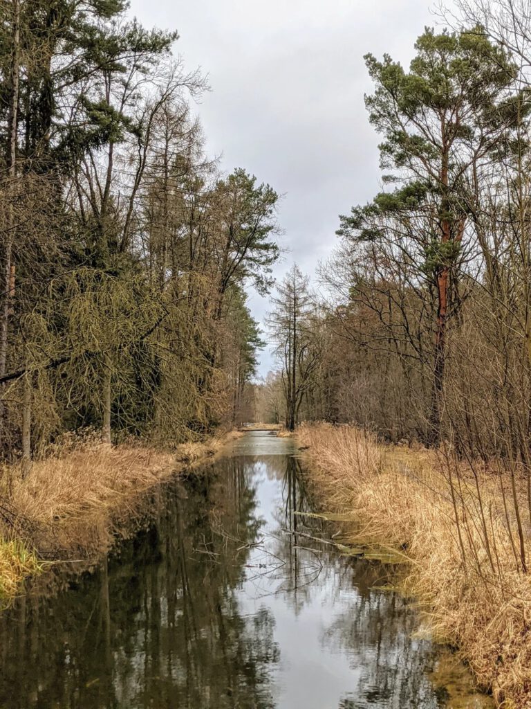 Schnurgerader Wassergraben zwischen Kiefern und gelbem Schilfgras, im Wasser spiegelt sich der Himmel