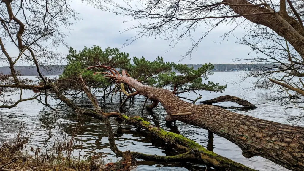 Umgestürzte Kiefer am Seeufer im Süden von Müggelheim zwischen Großer Krampe und Seddinsee