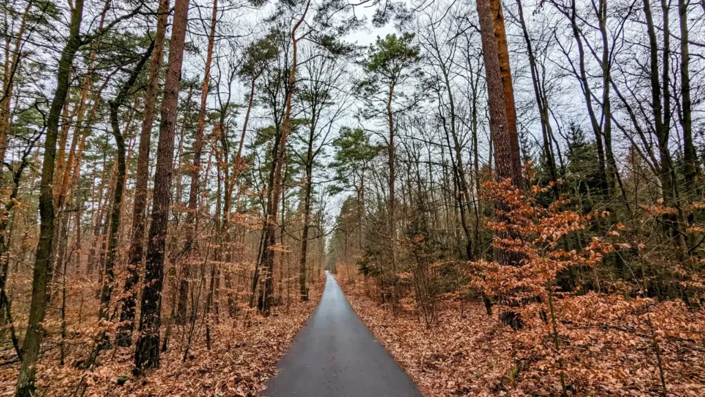 Waldweg durch den winterlichen Kiefernwald im Norden von Müggelheim nahe der Pelzlaake