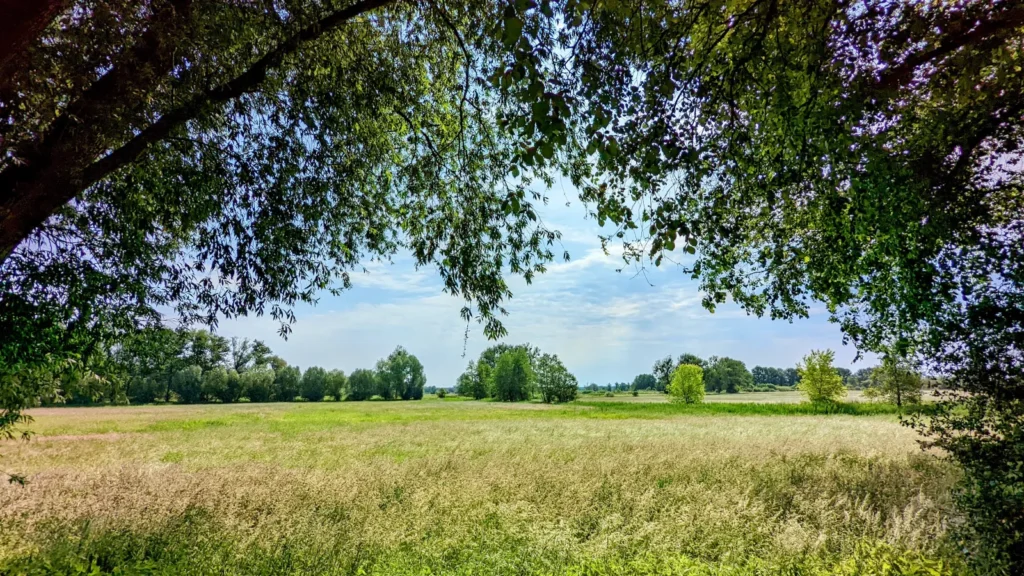 Blick unter Baumkronen hindurch auf die Wiesen des Niederoderbruchs bei Liepe