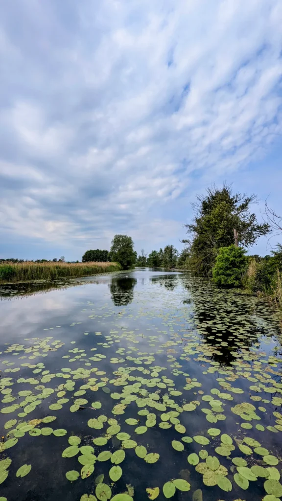 Alte Finow bei Liepe, die Wasserfläche ist dicht mit Seerosenblättern bedeckt
