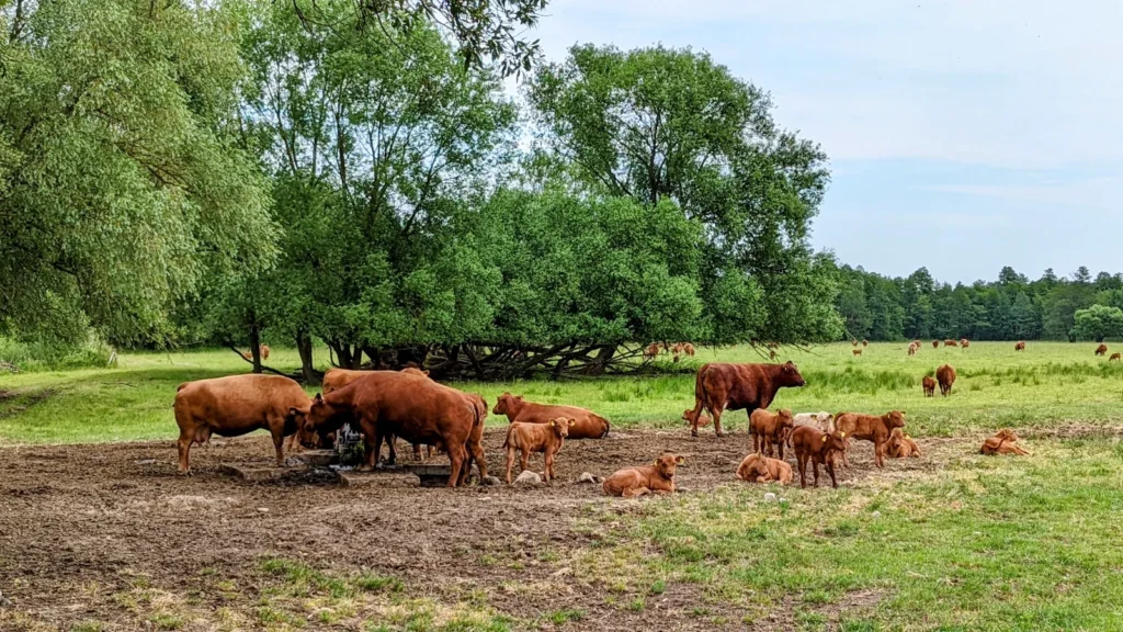 Rotbraune Rinder mit Kälbern ruhen unter Weiden im Niederoderbruch