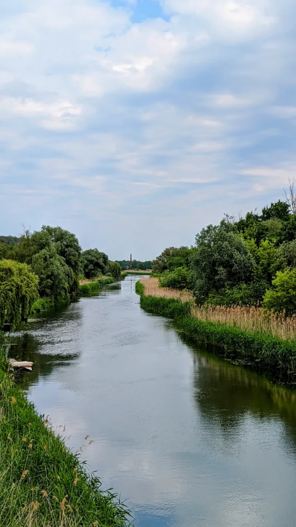 Wriezener Alte Oder bei Schiffmühle mit Schilf und Weiden am Ufer