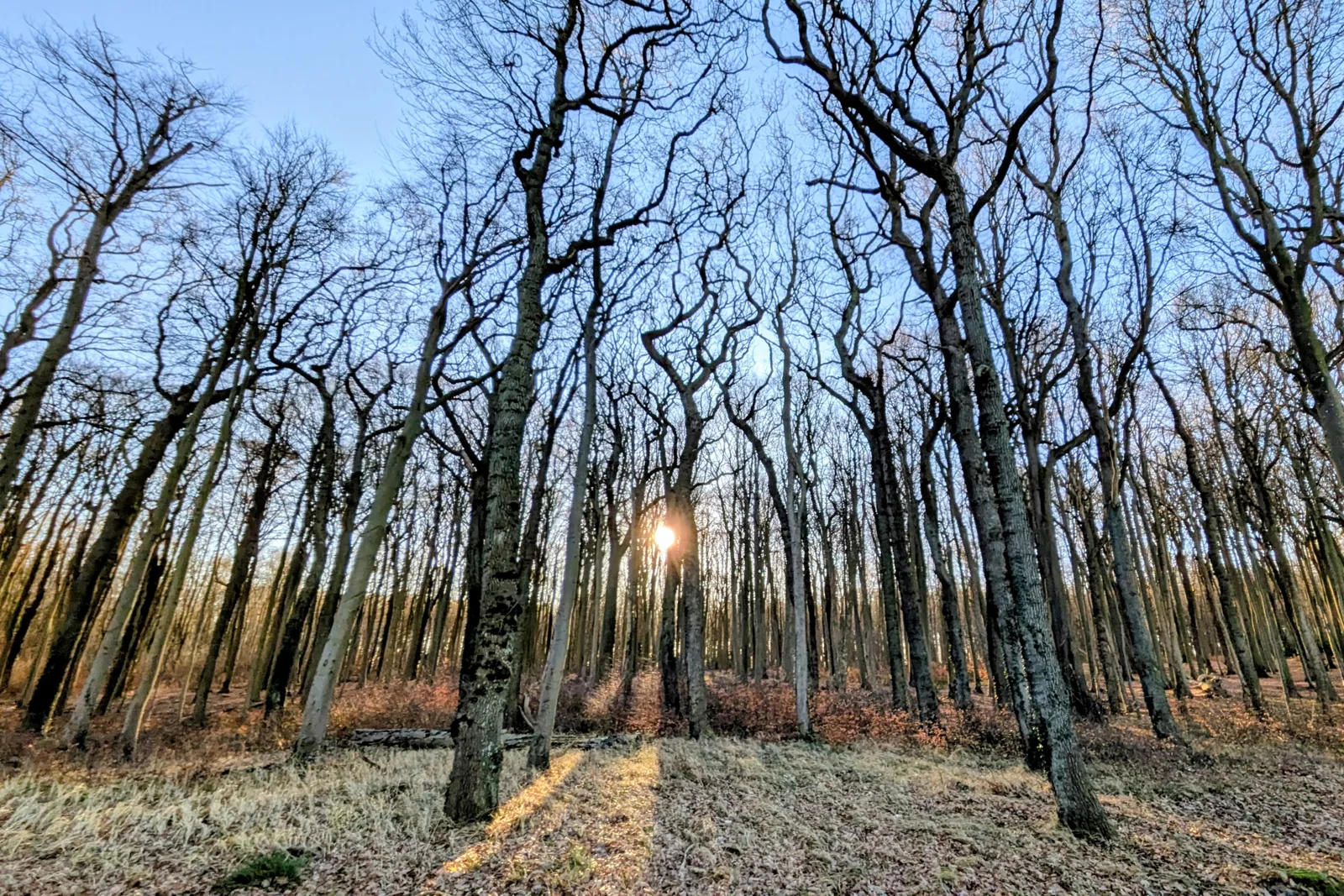 Gespensterwald bei Nienhagen mit kahlen, krumm gewachsenen Buchen im Gegenlicht