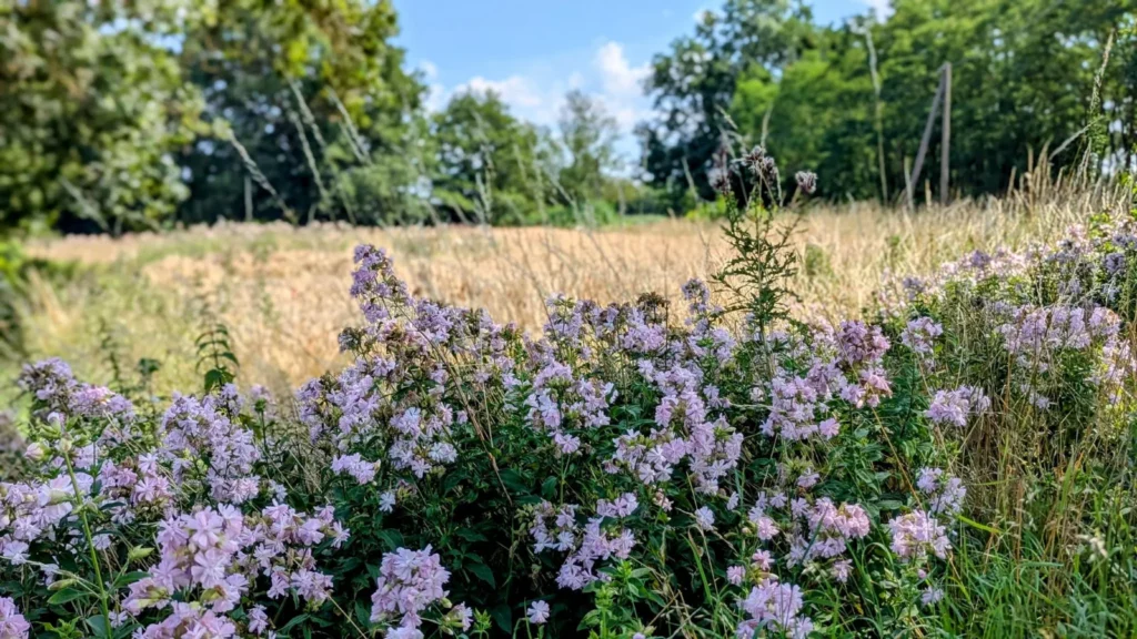 Zartviolett blühende Stauden am Wegrand, dahinter ein reifes Getreidefeld und Bäume