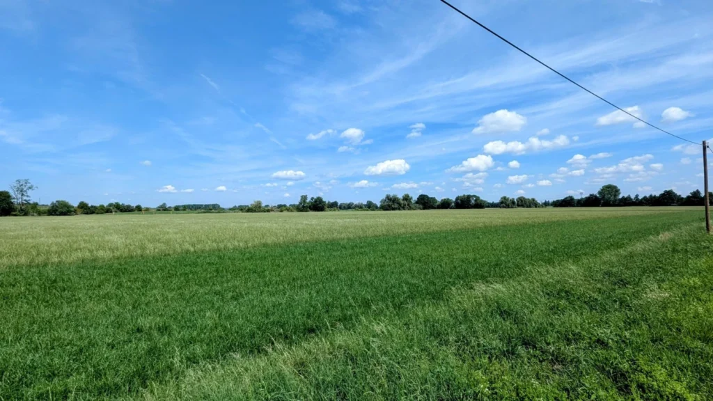 Gemähte grüne Wiese bis zum Horizont, am Rand eine Baumreihe und eine Stromleitung