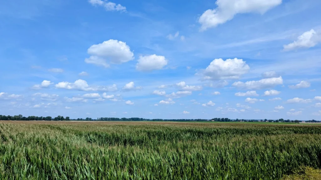 Grünes Feld bis zum Horizont unter blauem Himmel mit Haufenwolken