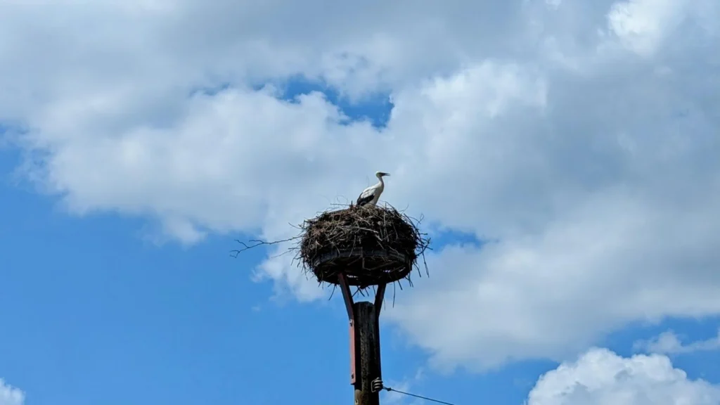 Weißstorch steht in seinem Nest auf einem Mast vor blauem Himmel mit weißen Wolken