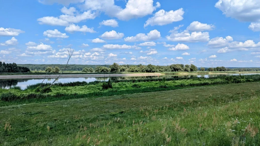 Blick vom Deich über das grüne Vorland auf die Oder, am anderen Ufer Auwald