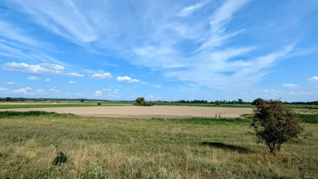 Weite, flache Wiesen- und Feldlandschaft des Oderbruchs mit einem einzelnen Baum im Vordergrund