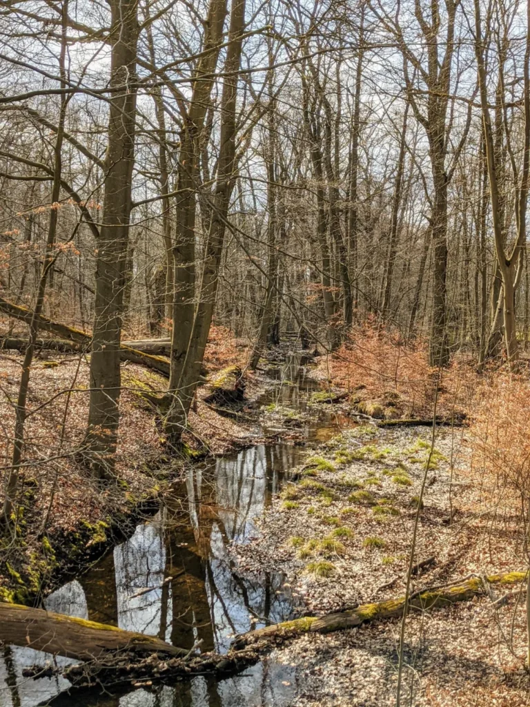 Bach mit umgestürzten Bäumen im Wald bei Schmachtenhagen