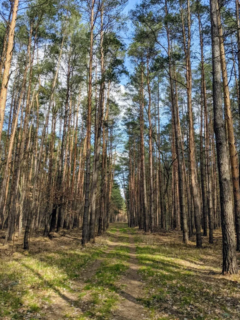 Waldweg zwischen hohen Kiefern bei Friedrichsthal
