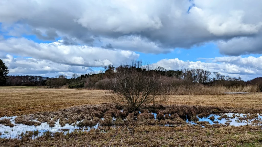 Feuchtwiese bei Liepe