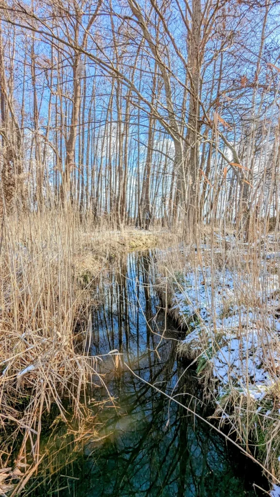 Graben mit Schilf am Weg bei Bestensee