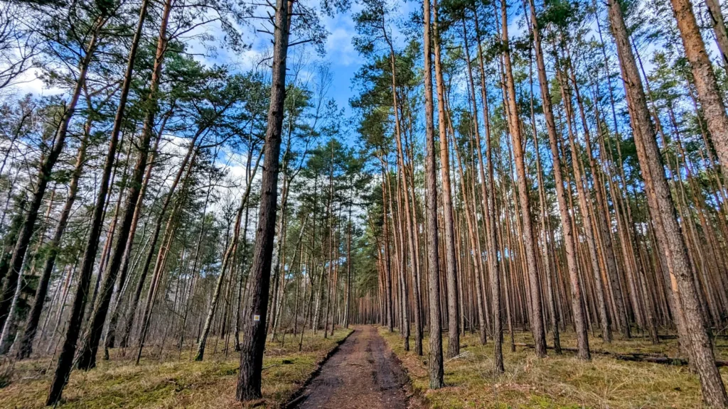 Kiefernwald am Ostufer des Hintersees