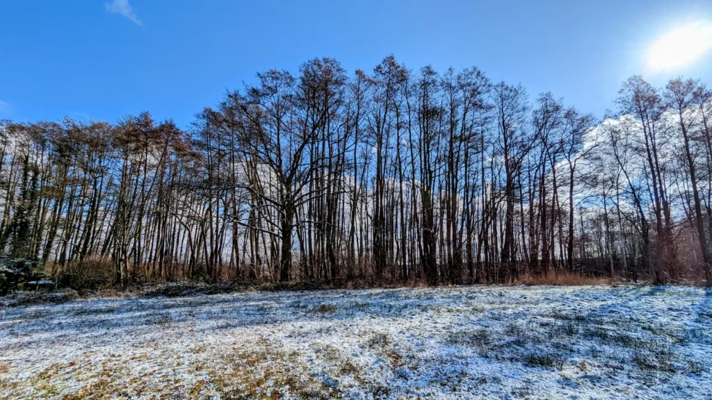 Erlen am Ufer des Vordersees im Schnee