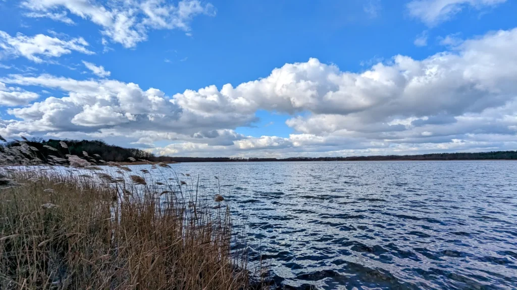 Schilf am Seeufer bei Pätz