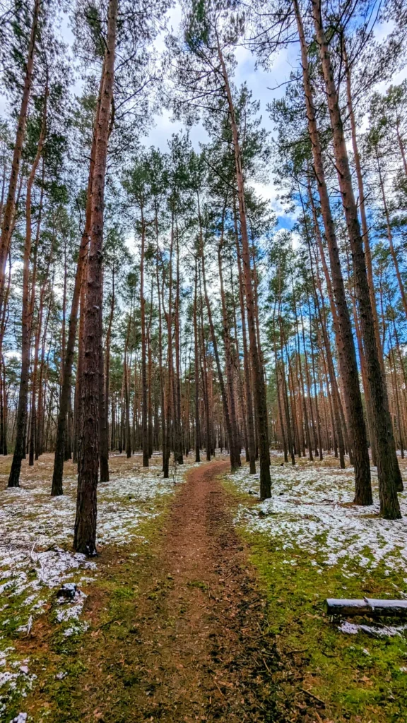 Waldweg am Westufer des Hintersees