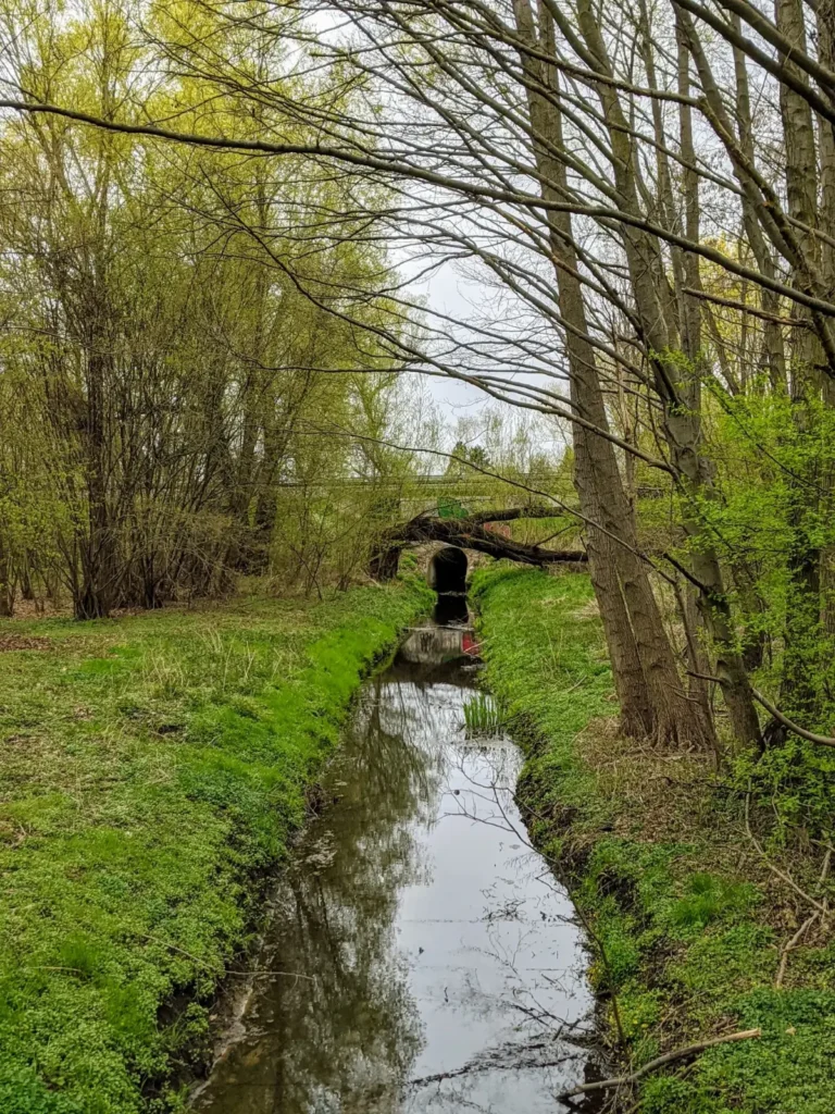 Schmaler Pankegraben mit querliegendem Baum in Bernau