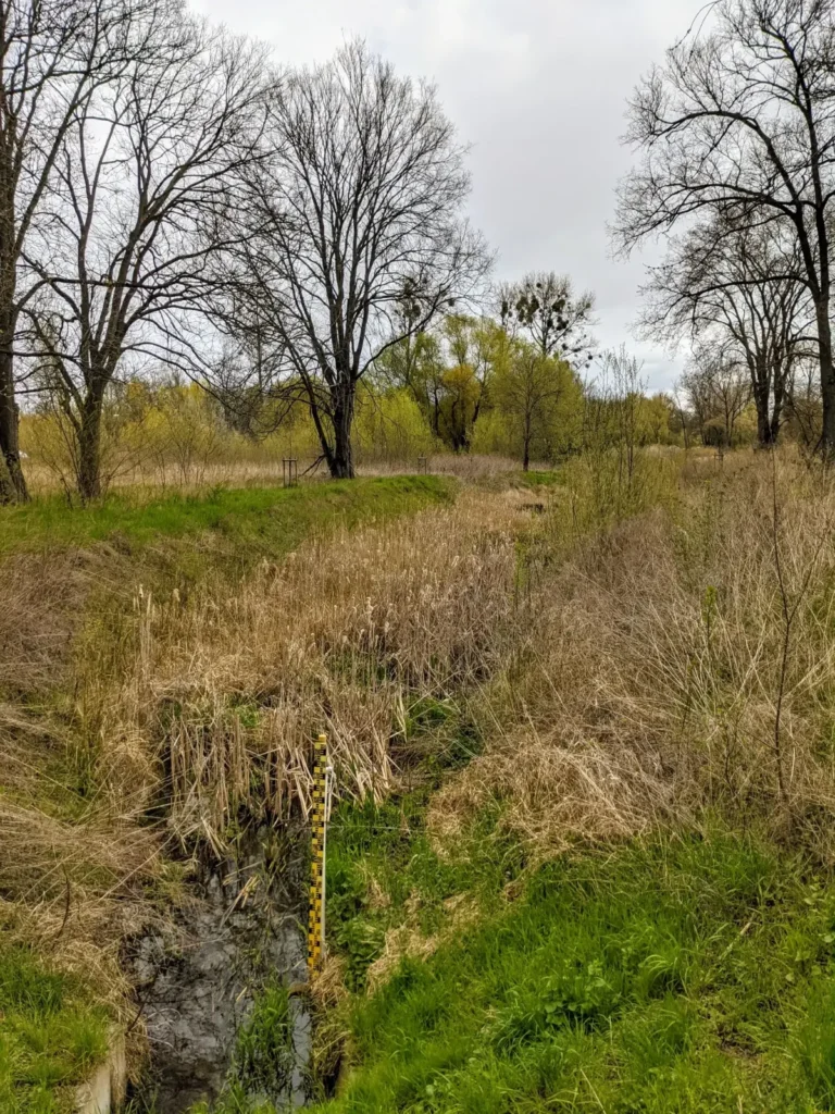 Schmaler, mit Schilf bewachsener Graben der Panke am Stadtrand von Bernau