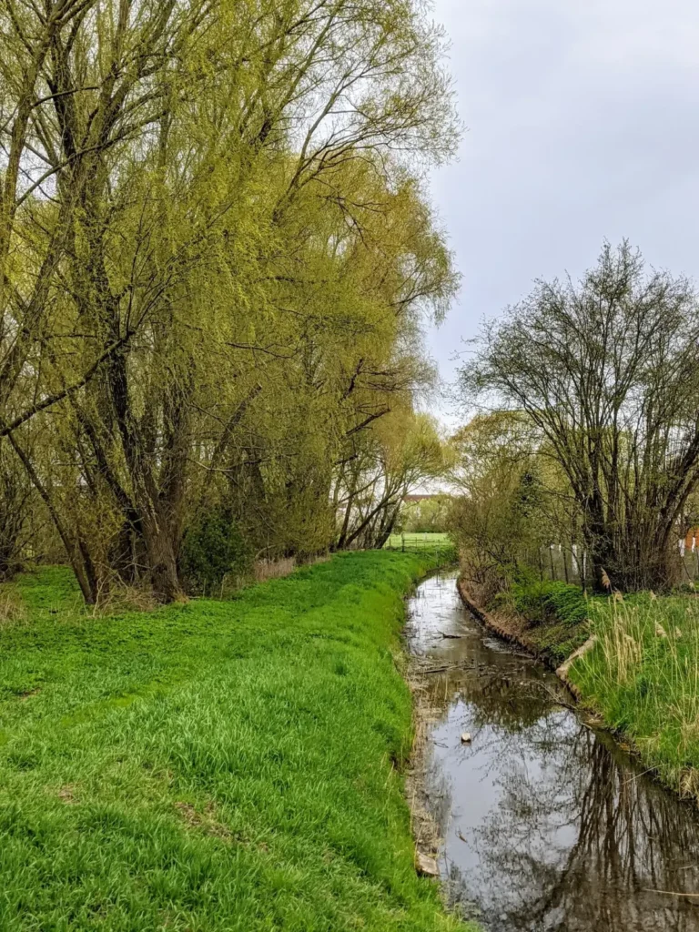 Die Panke zwischen Weiden und Wiese im Süden von Bernau