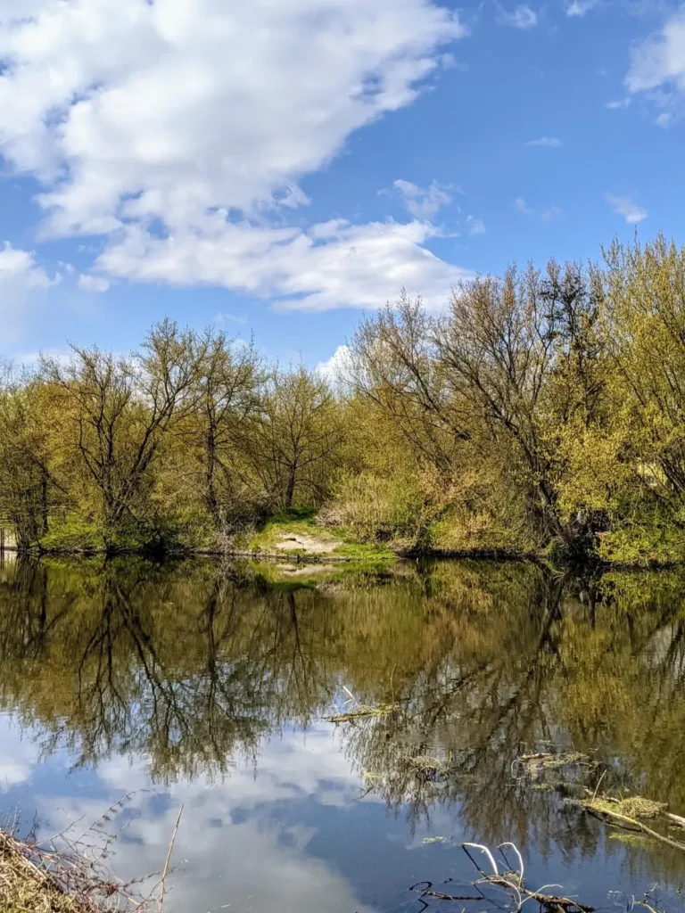 Ufer der Panke bei Französisch Buchholz, die Bäume spiegeln sich im Wasser