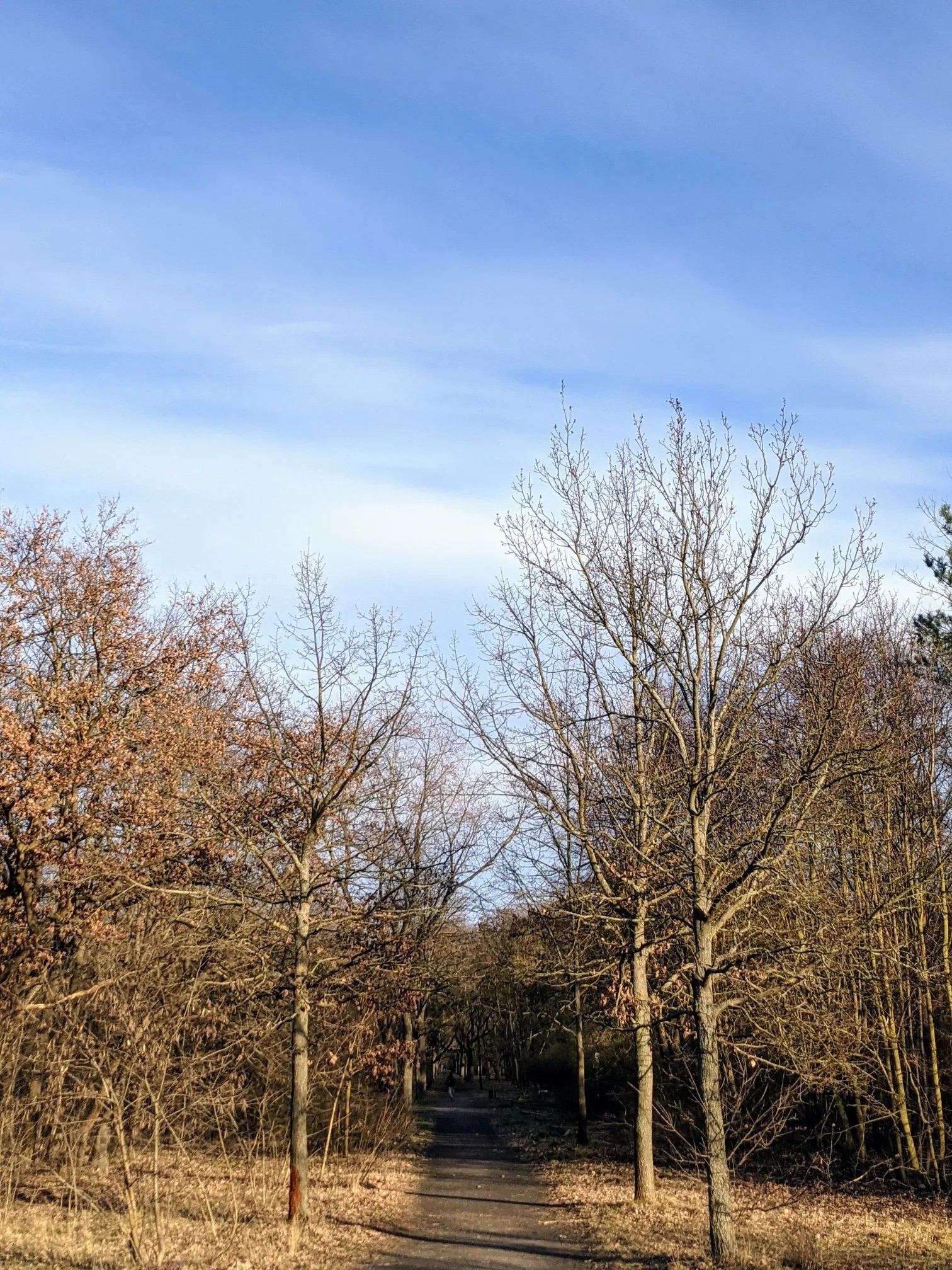 Waldweg zwischen kahlen Bäumen unter blauem Himmel