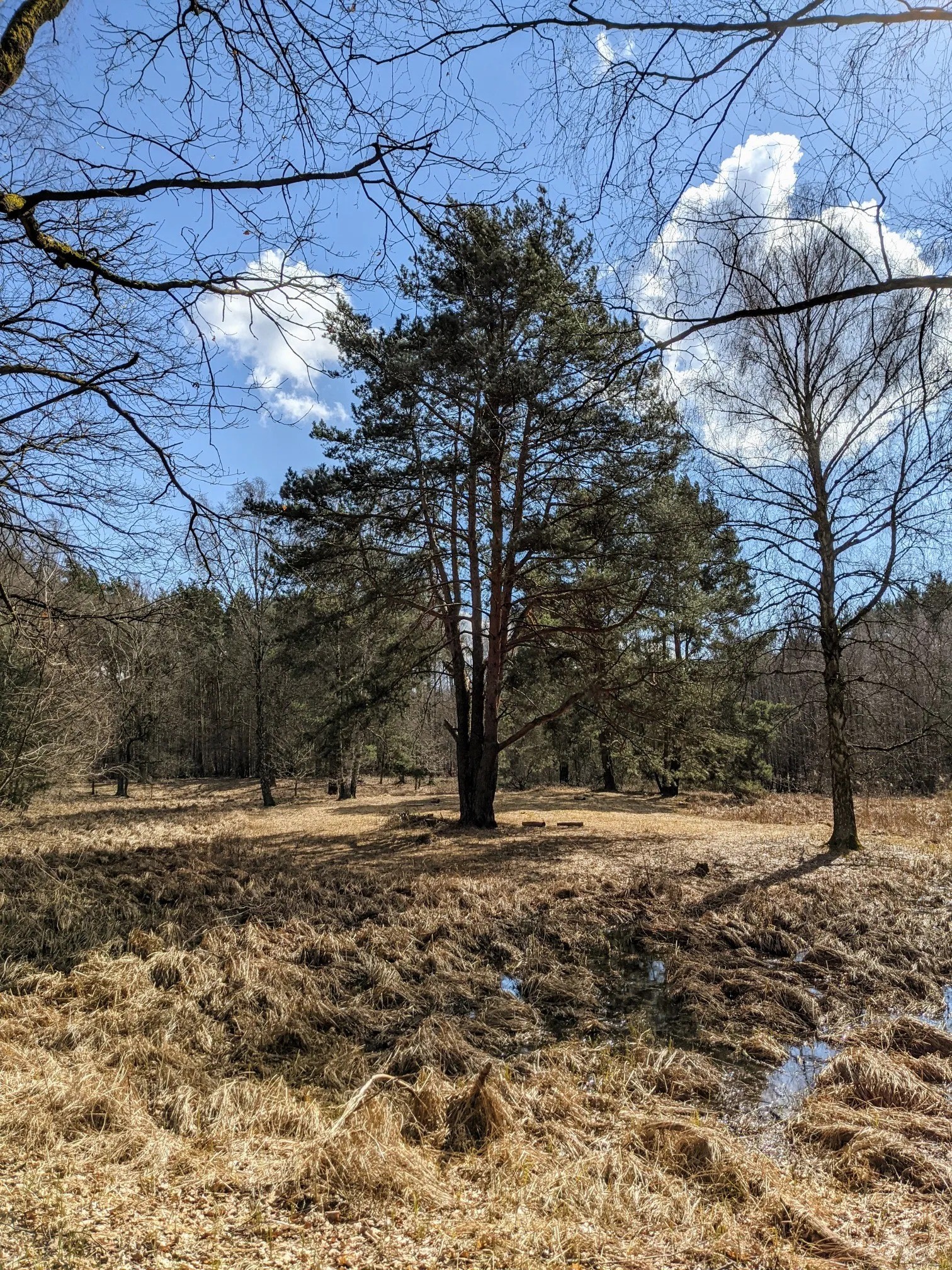 Lichte Waldwiese mit hoher Kiefer und nassen Senken im Vorfrühling