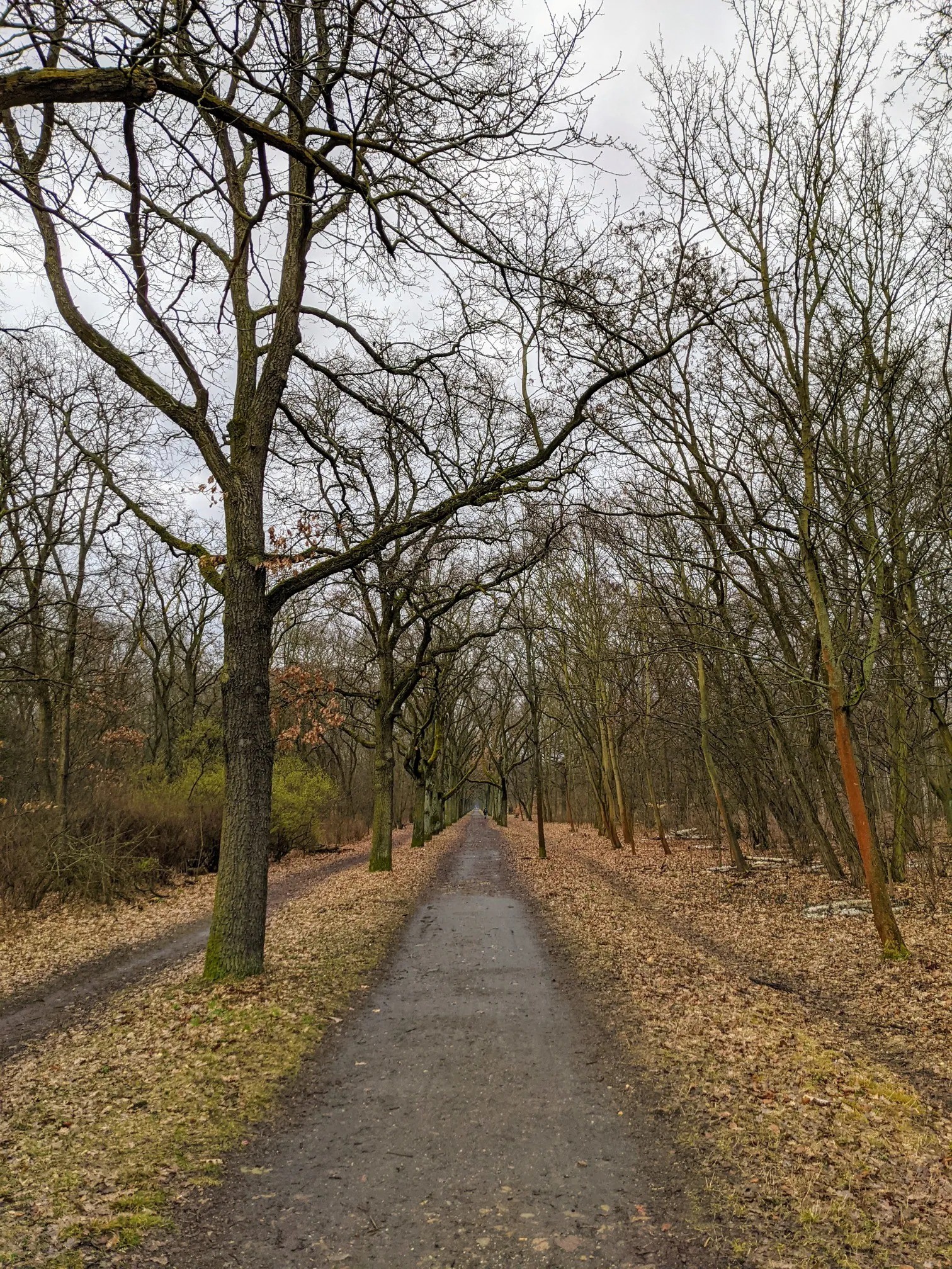 Breiter Weg durch kahlen Laubwald
