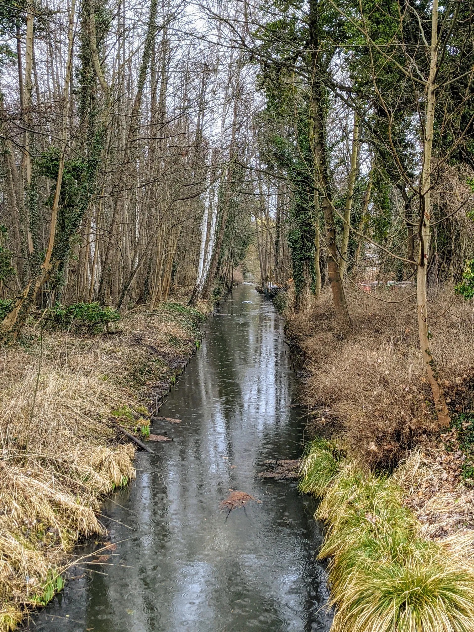 Schmaler Wassergraben zwischen kahlen Bäumen und Efeu im Regen