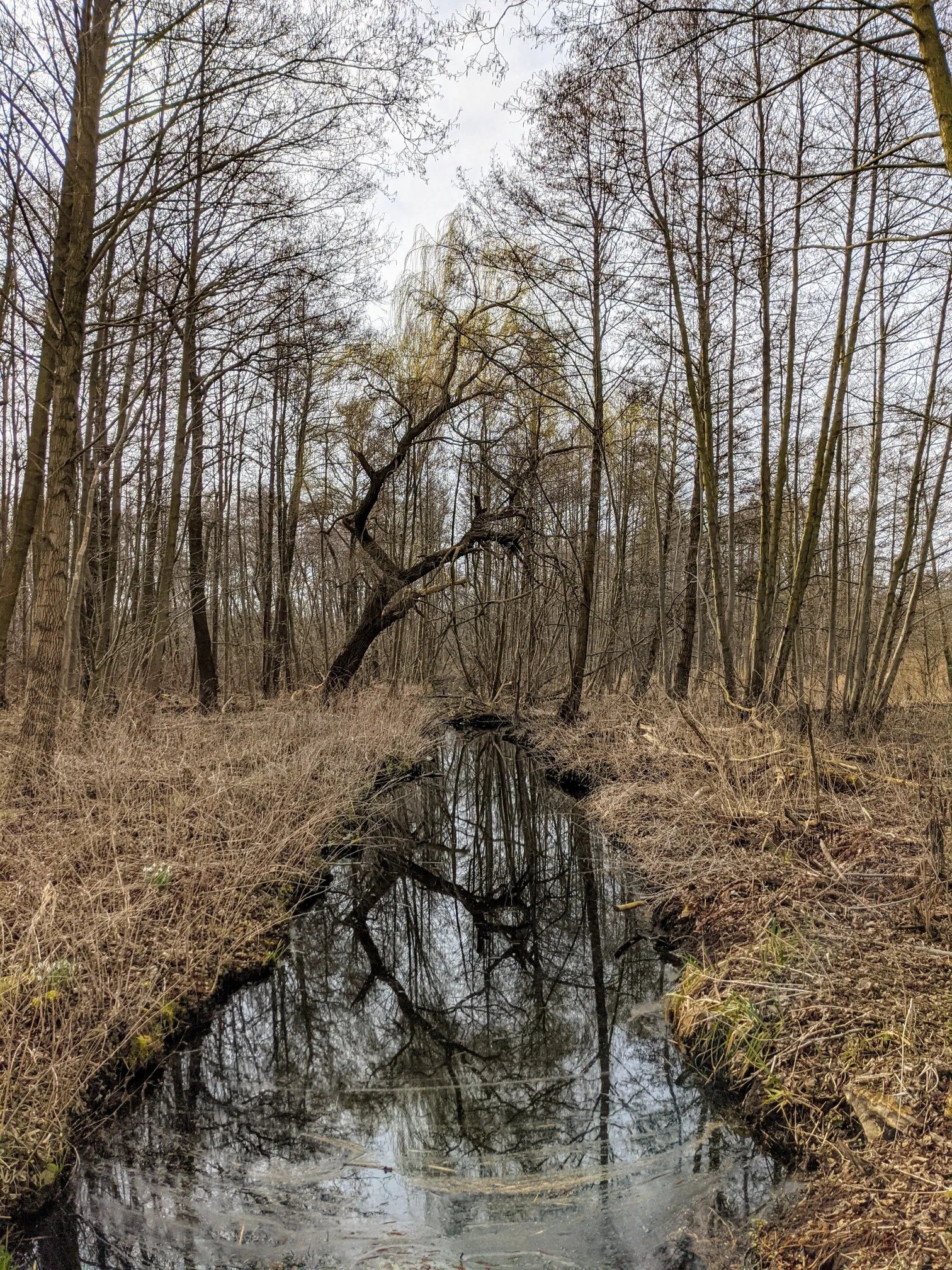 Schmaler Bach im kahlen Auwald, in dem sich die Bäume spiegeln