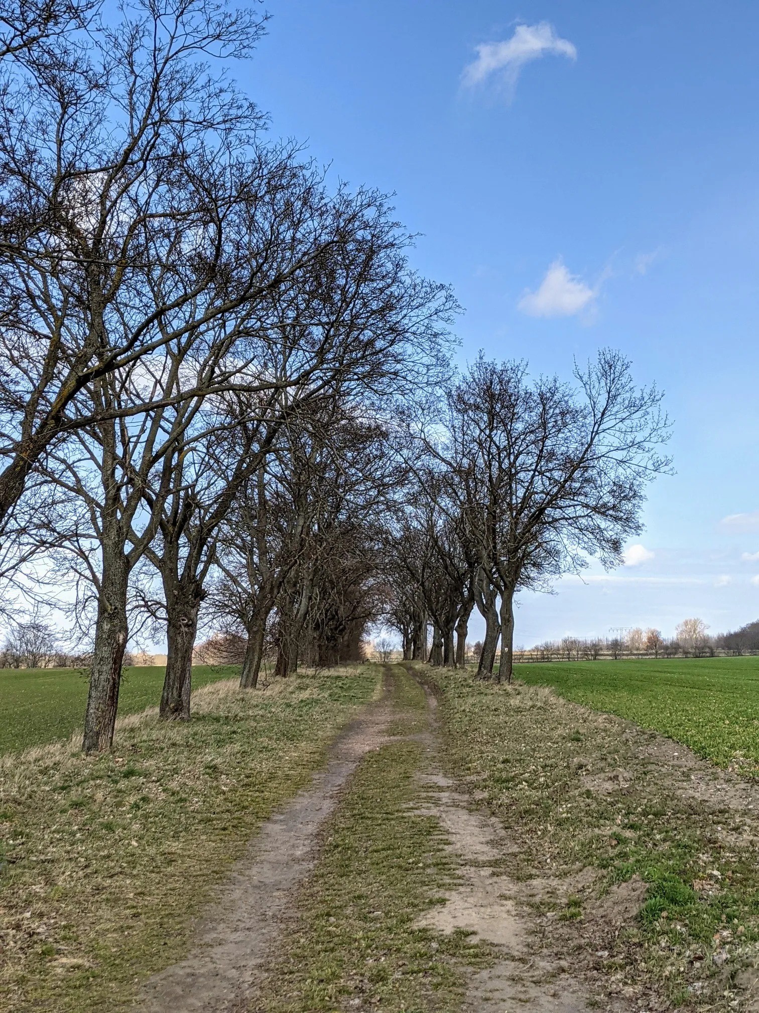 Feldweg unter einer Reihe kahler Bäume neben einem grünen Acker bei blauem Himmel