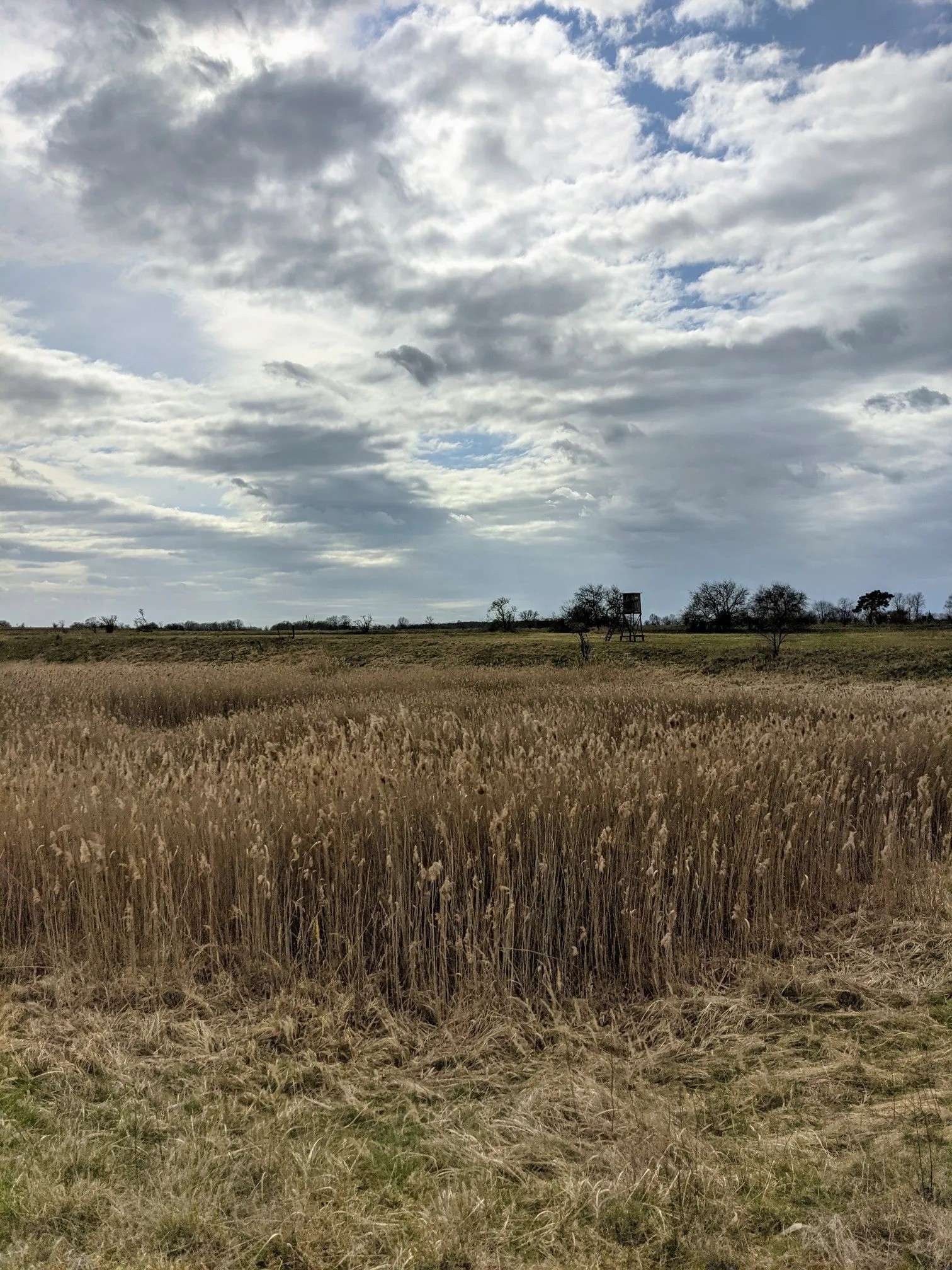Schilffeld mit einem Hochsitz am Horizont unter Wolken